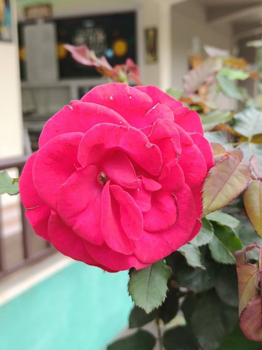 being_shorif's tweet photo. "A single red rose says what words cannot." https://t.co/usSuBlbL77