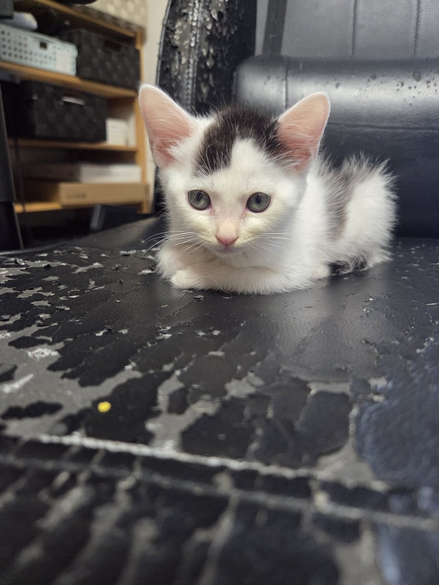 紫月の猫