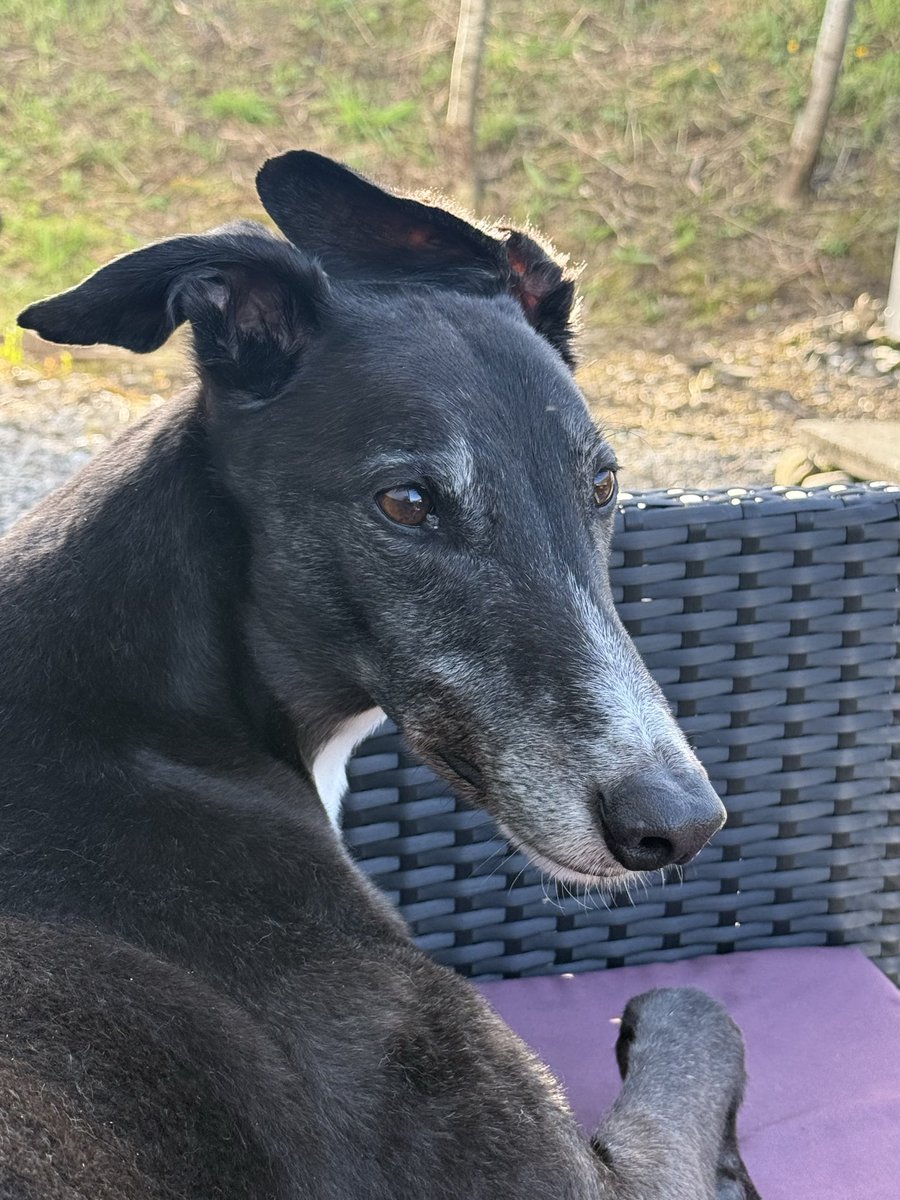 Paddy the Greyhound tweet media