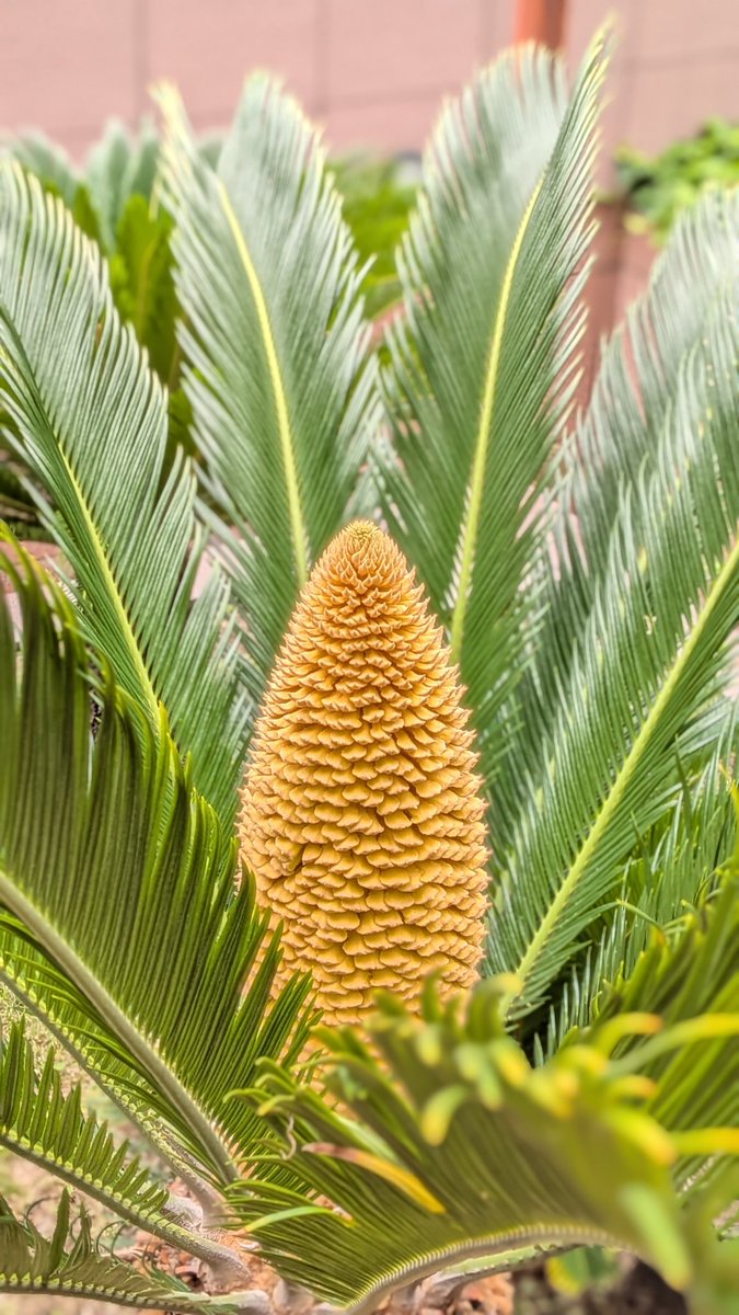 TFU_AO's tweet photo. ＼🌴 ソテツの雄花が開花しました！✨／
東京富士大学の二上講堂前で、ソテツの雄花が開花しました！

ソテツの花は「10年に一度咲く」とも言われるほど珍しく、さらに今回は2つの雄花が同時期に開花しました🌼🌼

ソテツは新宿区内でも珍しい植物とされており、キャンパス内でその姿を見ることができます😊
また、ソテツの花が咲くと幸運が訪れるとも言われています🍀✨
東京富士大学にお越しの際は、ぜひご覧ください！
#ソテツ #新宿区の学校 #経営学部