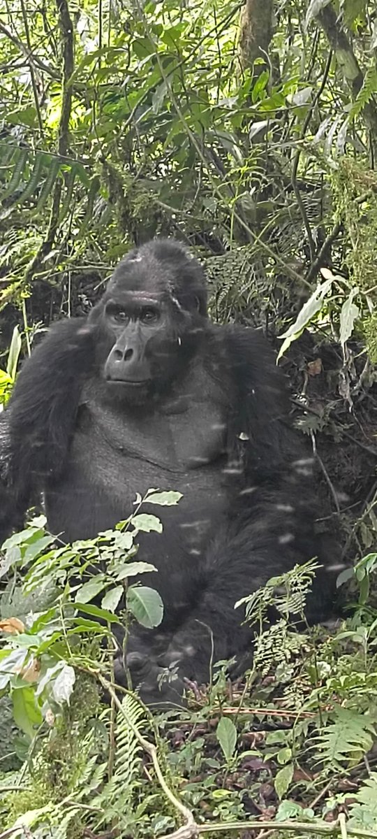 Ignatius_Univ's tweet photo. IGUKA’s Union Vice President Tukamushaba Oscar is interning as a tour guide at Bwindi Impenetrable NP with UWA. 
She’s leading nature walks, gorilla trekking briefings &amp; conservation education, applying her Tourism, Heritage &amp; Leisure Mgmt studies in real time. https://t.co/dvuswXQ7lb