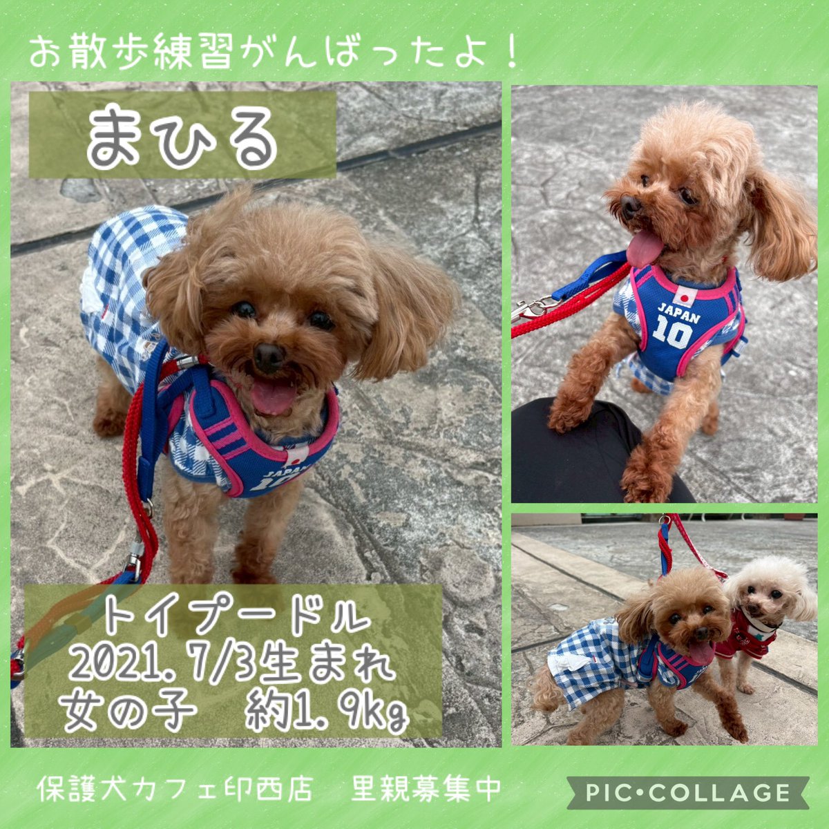 HOGOKEN_INZAI's tweet photo. .
🐾#里親募集中🐾
カフェでの生活も慣れてきたまひるちゃん🐶🔰
お散歩練習に行ってきました！
初めての練習でしたが、外の雰囲気に慣れてくるとニコニコ笑顔で歩くことができました✨

まひるちゃんが楽しく過ごせるずっとのお家が1日でも早く見つかりますように🏠

#トイプードル https://t.co/QC99THeqRH