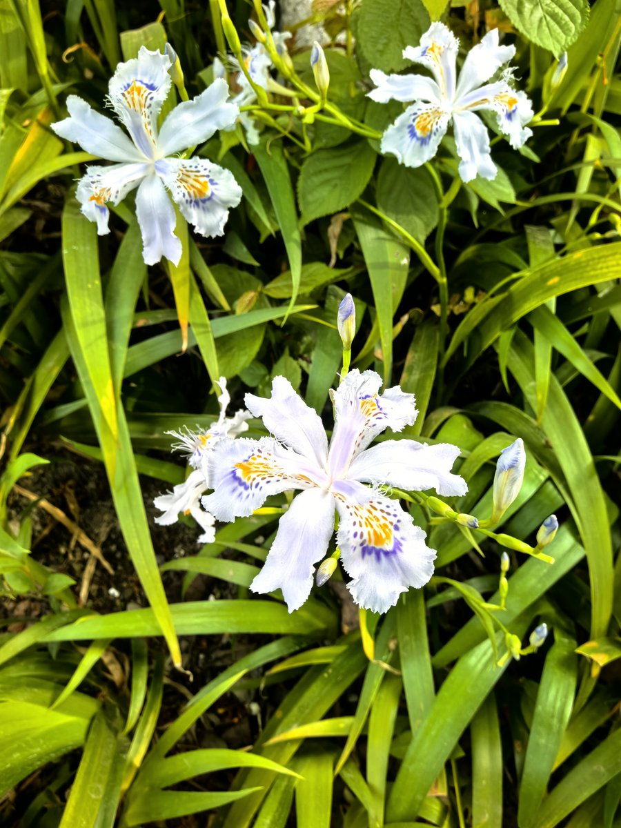 kvIwglMDnvaGw7W's tweet photo. Sunny spring afternoon vibes!  Picking fresh wildflowers by the path – feels like a little reset for the soul. https://t.co/OvB4qMAcpM