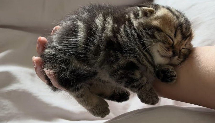 valeintinx's tweet photo. lucu sekali kalo bowcil bobo https://t.co/xuwfOPF5wz