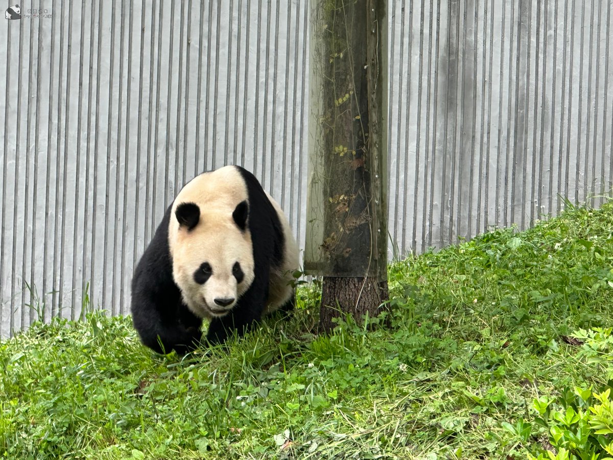 NanSenko78281's tweet photo. リーリーの新居、庭いっぱいの木々に大満足のご様子！🐼🌳

喜びを隠せないビーリーが興奮ぎみにするする木に登っちゃいました。動きは相変わらず機敏で、スタミナも満点！なんといってもパパ・リーリー、相変わらず逞しくてイケメンだね～✨ https://t.co/pZsze6PVud