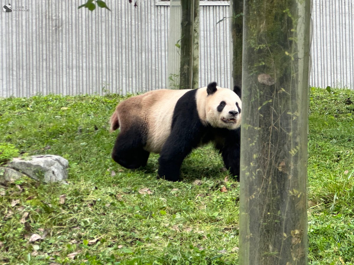 NanSenko78281's tweet photo. リーリーの新居、庭いっぱいの木々に大満足のご様子！🐼🌳

喜びを隠せないビーリーが興奮ぎみにするする木に登っちゃいました。動きは相変わらず機敏で、スタミナも満点！なんといってもパパ・リーリー、相変わらず逞しくてイケメンだね～✨ https://t.co/pZsze6PVud