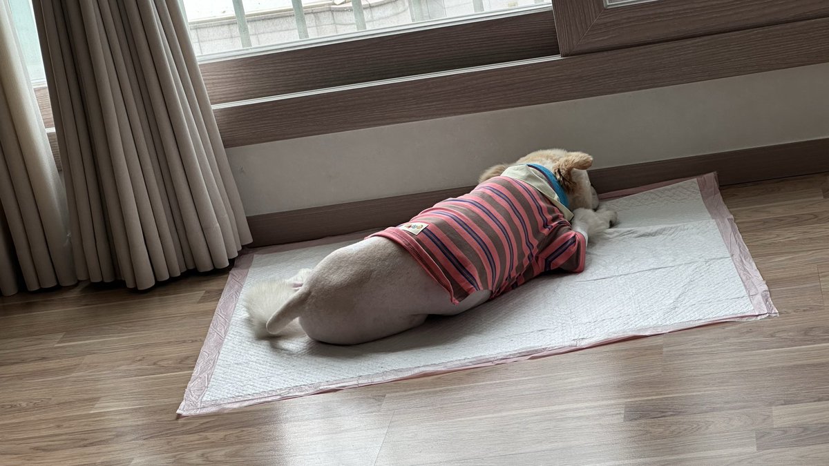 two_stones_paju's tweet photo. 석돌이는 켄넬에서 쿨쿨😴
주변에서 소리가 나면 뒤척이고, 이모가 주방에 가면 따라 나와요. 자기 빼고 재밌는 일이라도 한다고 생각하는 걸까요?
마지막 사진은 순돌이에게 침대를 다시 뺏겨서 한숨 쉬는 순간이에요😂
#가족찾는순돌석돌 #파주돌돌즈 https://t.co/skW39jWUxg