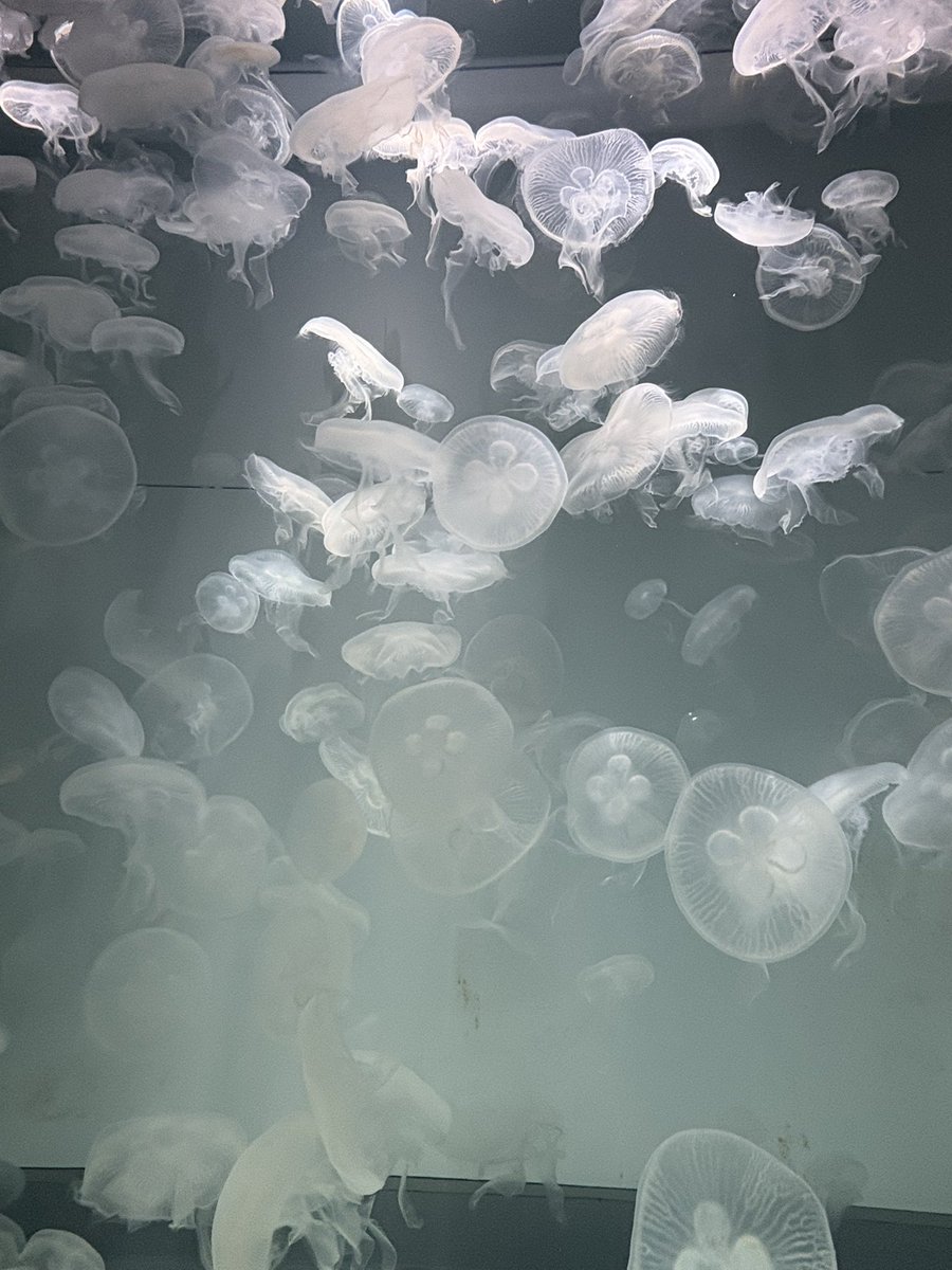 nabe12_34's tweet photo. 水族館また行きたいな https://t.co/J7QDNzs07d