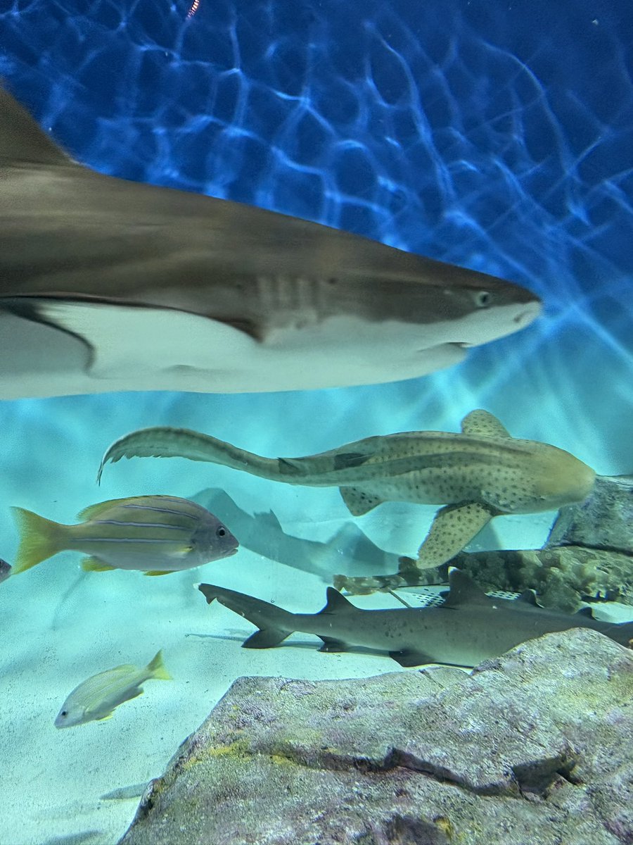 nabe12_34's tweet photo. 水族館また行きたいな https://t.co/J7QDNzs07d