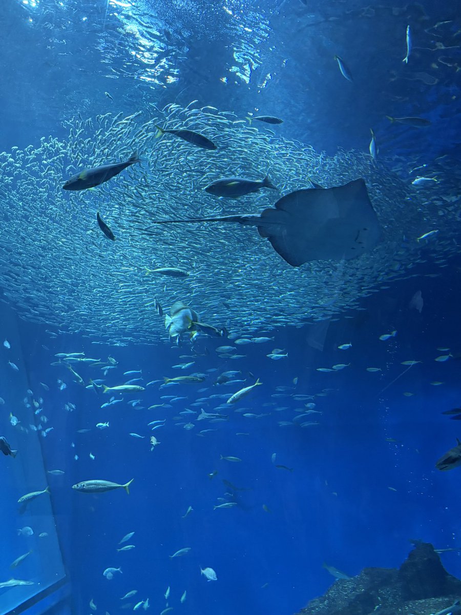 nabe12_34's tweet photo. 水族館また行きたいな https://t.co/J7QDNzs07d