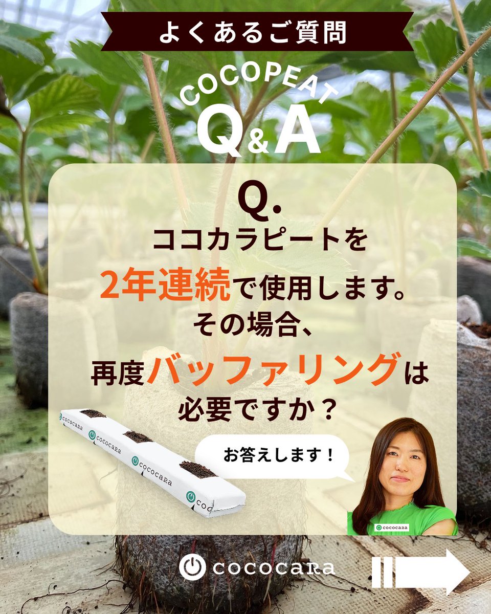 cococaRa2016's tweet photo. 【💭ココピート よくあるご質問💭】
ココカラピートを2年連続使用いただく際のバッファリングの必要有無について、お答えします！

#cococara #ココピート #ココピート培地 #ヤシガラ培土 https://t.co/Pjadf4s2If