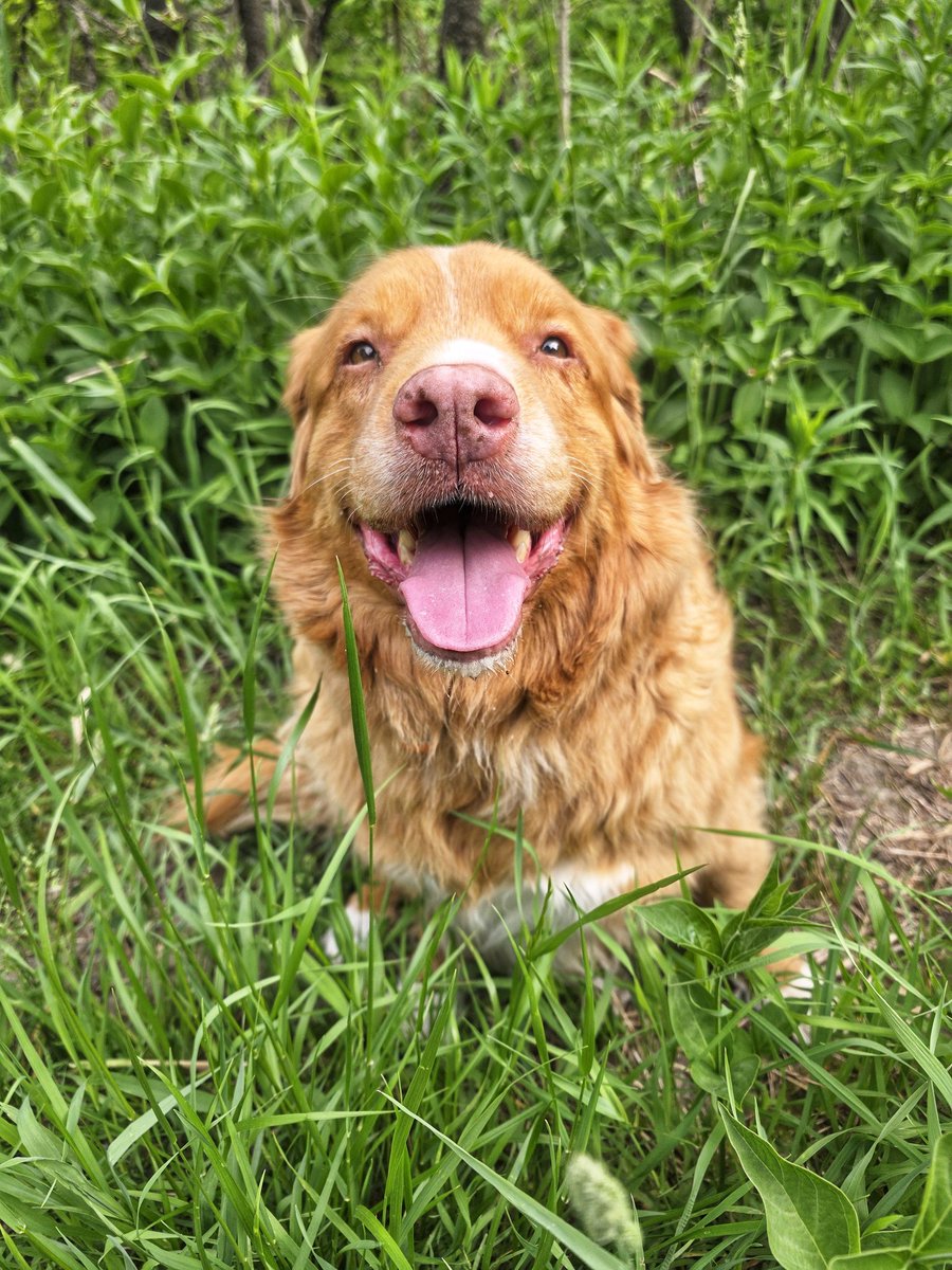 WalkinDogwalk's tweet photo. #Handsomeboy Juno giving us a big smile!
😁❤️💖🐕🐶❤️💖🐾
#smilingdogs #Thursdaythoughts #ducktoller #walkinthedog https://t.co/roDyxMTnzH
