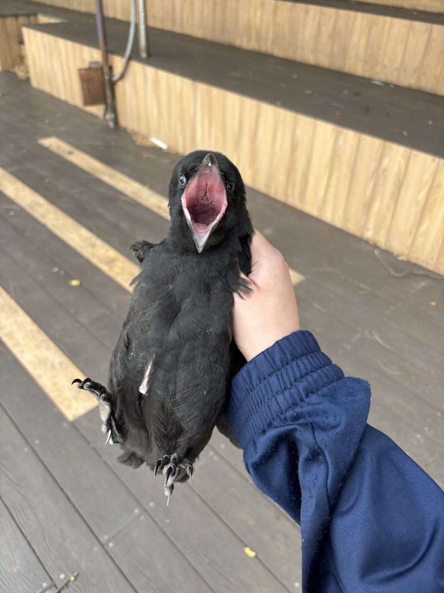 2Deng_Bb's tweet photo. 오늘 학교가는길에 까마귀 잡음 https://t.co/JneppdS1Sw