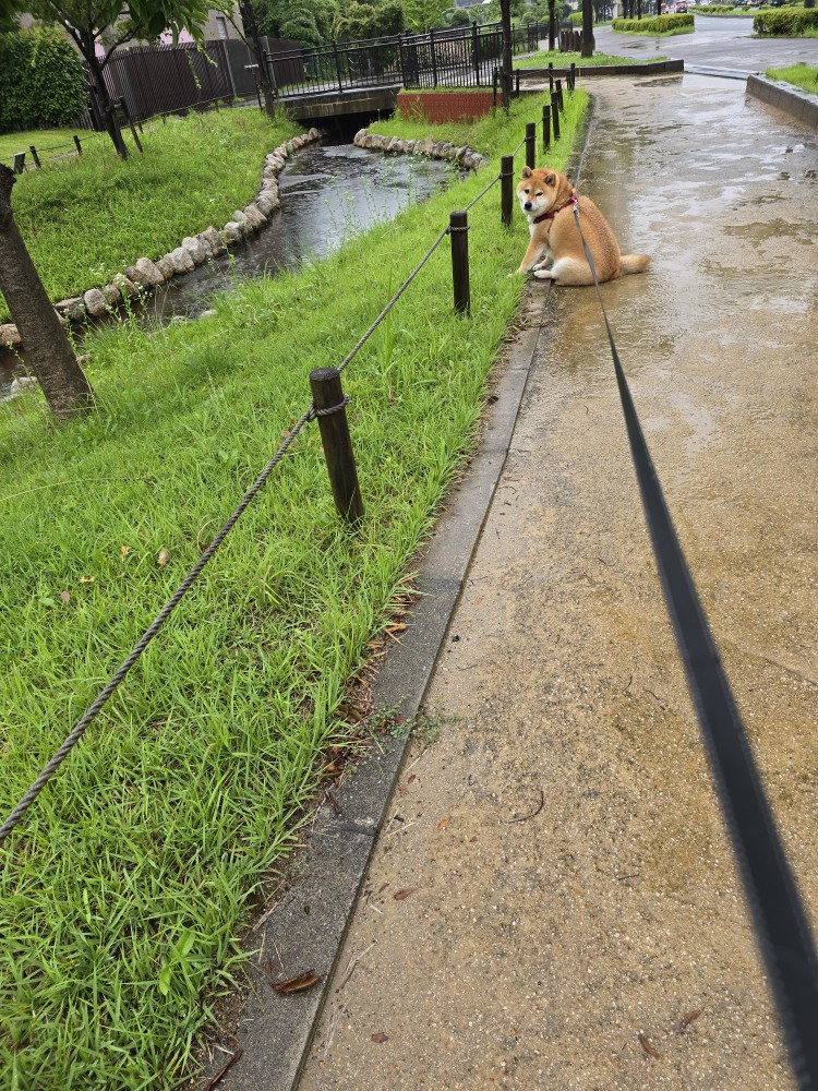 yuinari's tweet photo. 近くまで車で行って雨の中夕散歩して来たよ🐾👣
お水があろうがなかろうが平気
小雨だろうが大雨だろうが平気
こんな日も拒否柴発動🐕️
きわめつけは
川に入り雨粒に反応する次郎
それも又可愛い🥰🥰🥰(笑) https://t.co/TTh8tXSyTB