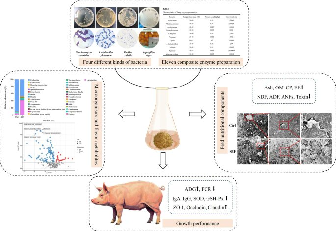 MicrobiomeJ's tweet photo. In #AnimalMicrobiome

Optimization of solid-state fermentation process of diets and its effects on growth performance and intestinal function in growing pigs🐖

Read more 👉https://t.co/AzUJGZb4Z5 https://t.co/mlXk9vinHJ