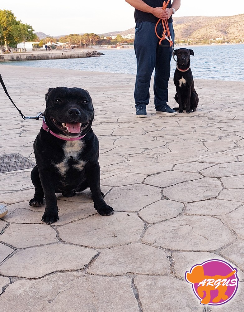 argusdogmd's tweet photo. Φυλή: Staffordshire Bull Terrier + Pitbull – Περιοχή: Βάρκιζα  https://t.co/CWGlS8zB2E https://t.co/FsccqLcjm2
