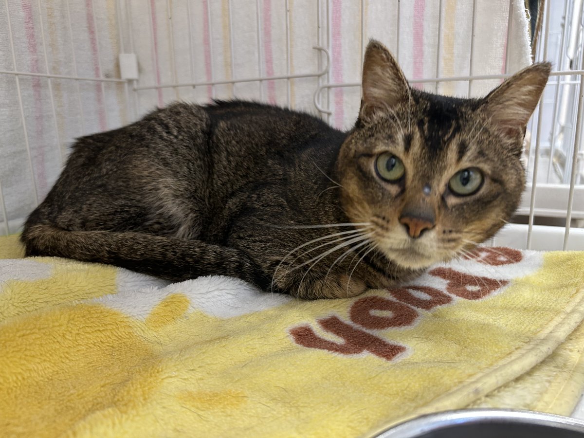 sapporo_dobutsu's tweet photo. 【スタッフの推し猫紹介by職員H���
センターに来た当初はシャー猫でしたが、今は人を見つけては「撫でて！」とアピールしてくる激甘ニャンコになりました。キリっとした顔立ちと甘えん坊な性格とのギャップがたまりません。
＃札幌市　＃保護猫　＃飼い主募集中📷📷 https://t.co/ClkpUNQomc