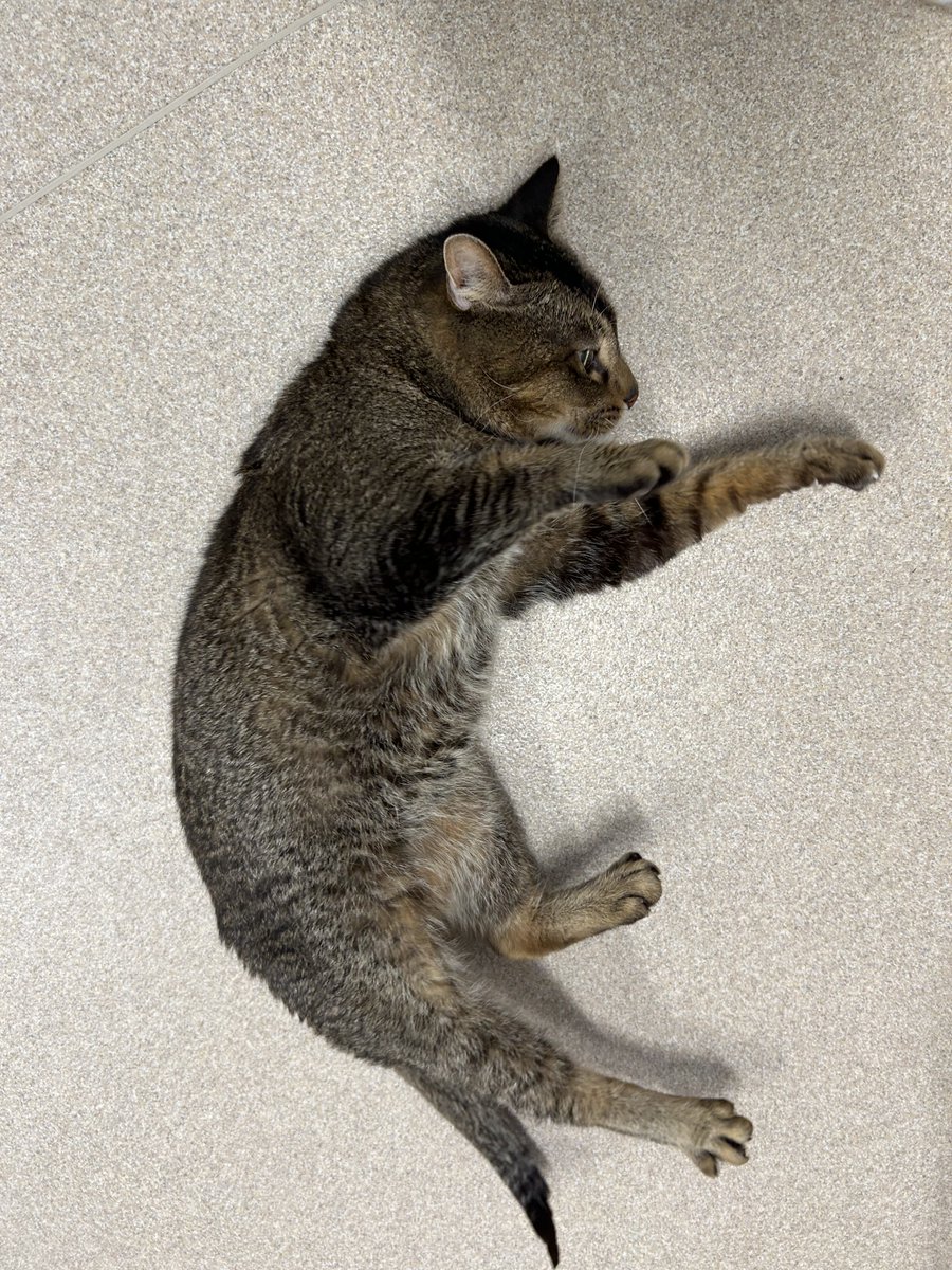 sapporo_dobutsu's tweet photo. 【スタッフの推し猫紹介by職員H���
センターに来た当初はシャー猫でしたが、今は人を見つけては「撫でて！」とアピールしてくる激甘ニャンコになりました。キリっとした顔立ちと甘えん坊な性格とのギャップがたまりません。
＃札幌市　＃保護猫　＃飼い主募集中📷📷 https://t.co/ClkpUNQomc