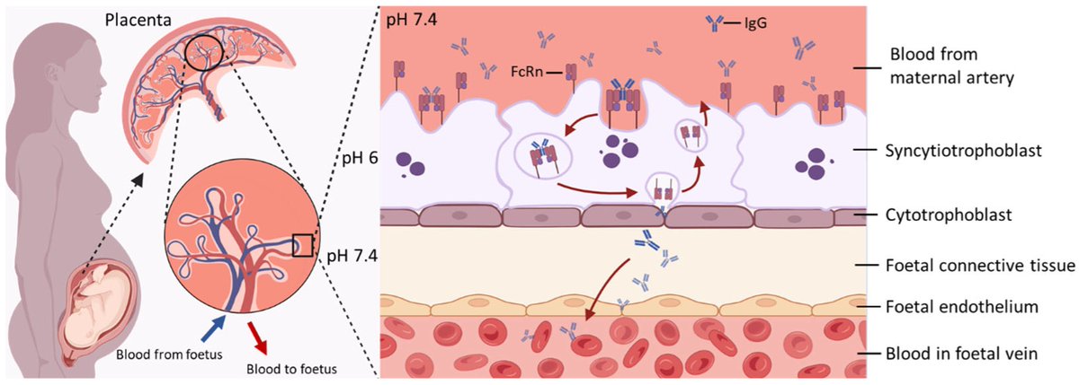 Antibodies_MDPI's tweet photo. Glad to share this paper @MediPharma_MDPI 
 
"Transplacental #Antibody Transfer: Mechanisms, #Pregnancy-Related  Disruptions, and Emerging Experimental Models" 
 
https://t.co/dLKpnC1W7s https://t.co/AzRDTQ9VLK