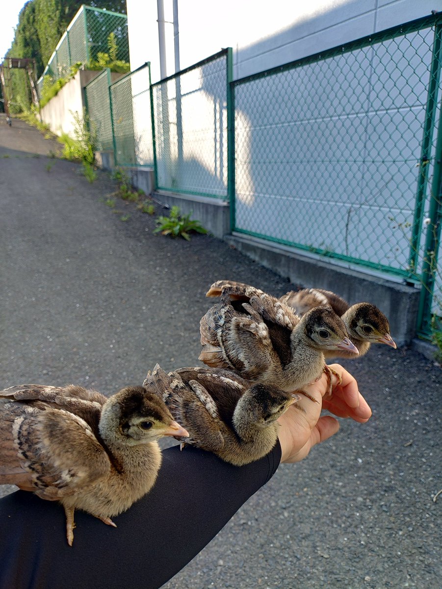 iwatesafari's tweet photo. 岩手サファリパーク赤ちゃん情報！

今年もマクジャクの雛達が無事孵化しました！
毎日沢山食べて、遊んですくすく成長中！

＃岩手サファリパーク　＃赤ちゃん情報　＃インドシナマクジャク　＃雛　＃孵化　＃成長中　＃飼育員の腕の上がお気に入り https://t.co/2ZEm8VkzTS
