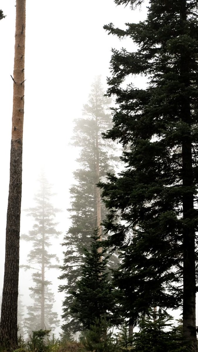 enemyreign's tweet photo. Letting nature's flawless design clear my mind today. Truly magnificent. https://t.co/um5g1FWB6U