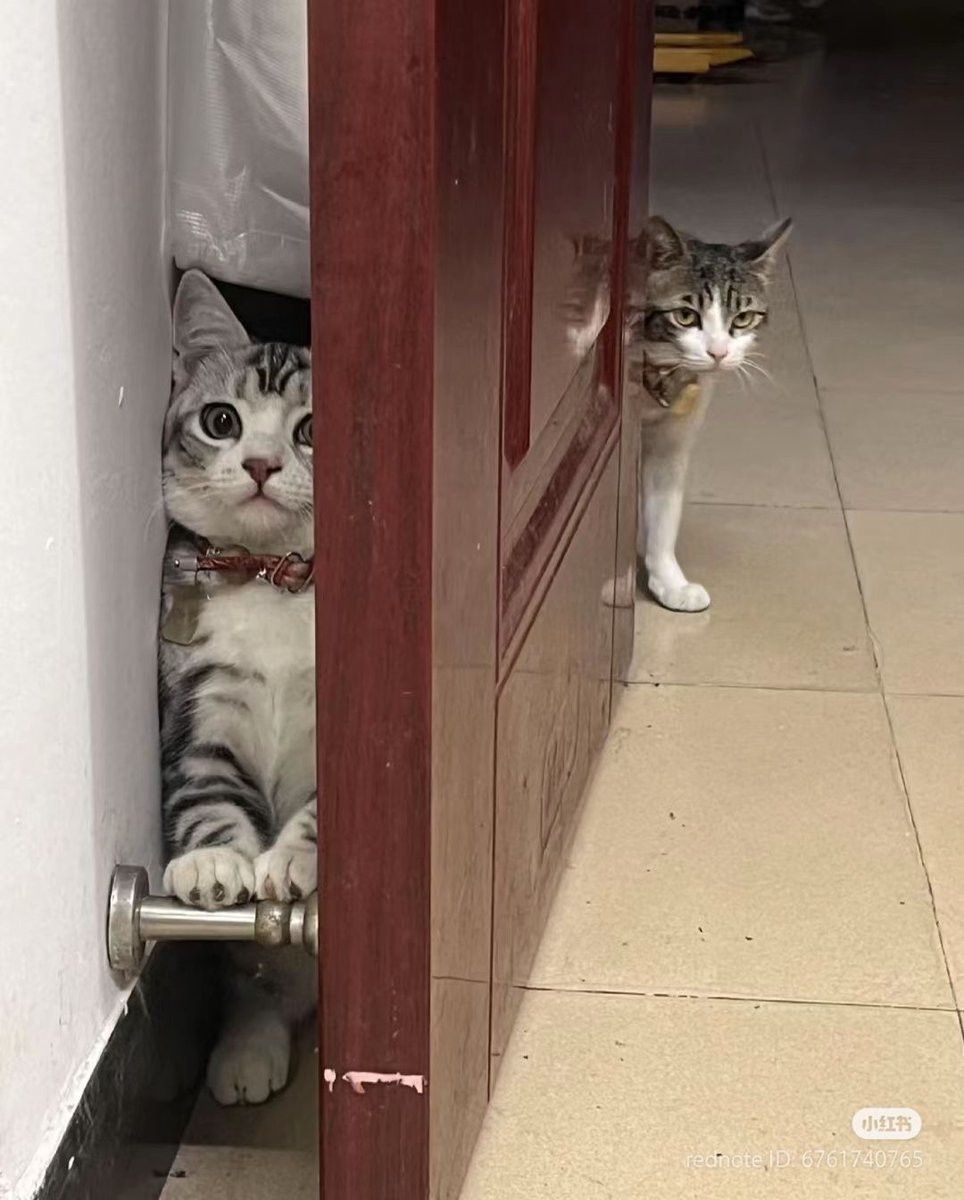 nocontextscats's tweet photo. sshhhh🤫 https://t.co/d9OOmnRTXh