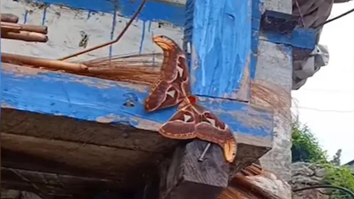 AsianetNewsSN's tweet photo. Atlas Moth Kannada: "ಇದು ಪ್ರಳಯದ ಸೂಚನೆಯೇ?": ಪ್ರಕೃತಿಯ ಈ ವಿಸ್ಮಯ ನೋಡಿ ಜನ ಹೀಗೆ ಹೇಳಿದ್ದೇಕೆ?
Read more:
https://t.co/wHe0QtVyN7
#Viralnews #AtlasMoth https://t.co/BGDzi05Bf2