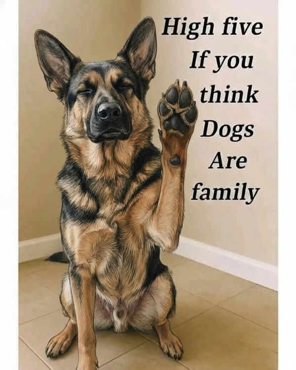 _XDogs's tweet photo. https://t.co/tPoFC2ENiC