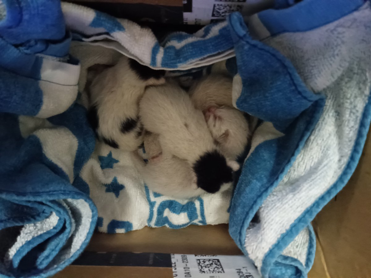 Zyoshi2014's tweet photo. HELP！HELP!

親猫がいなくなってしまいとりあえず保護しました。
体長10センチくらいなのでまだ生まれたばかりだと思います。私は猫を飼ったことがなくましてや生まれたばかりの子猫をどう育てたらいいかけんとうもつきません。
#子猫　#保護猫　→続く https://t.co/alrpeyemPN