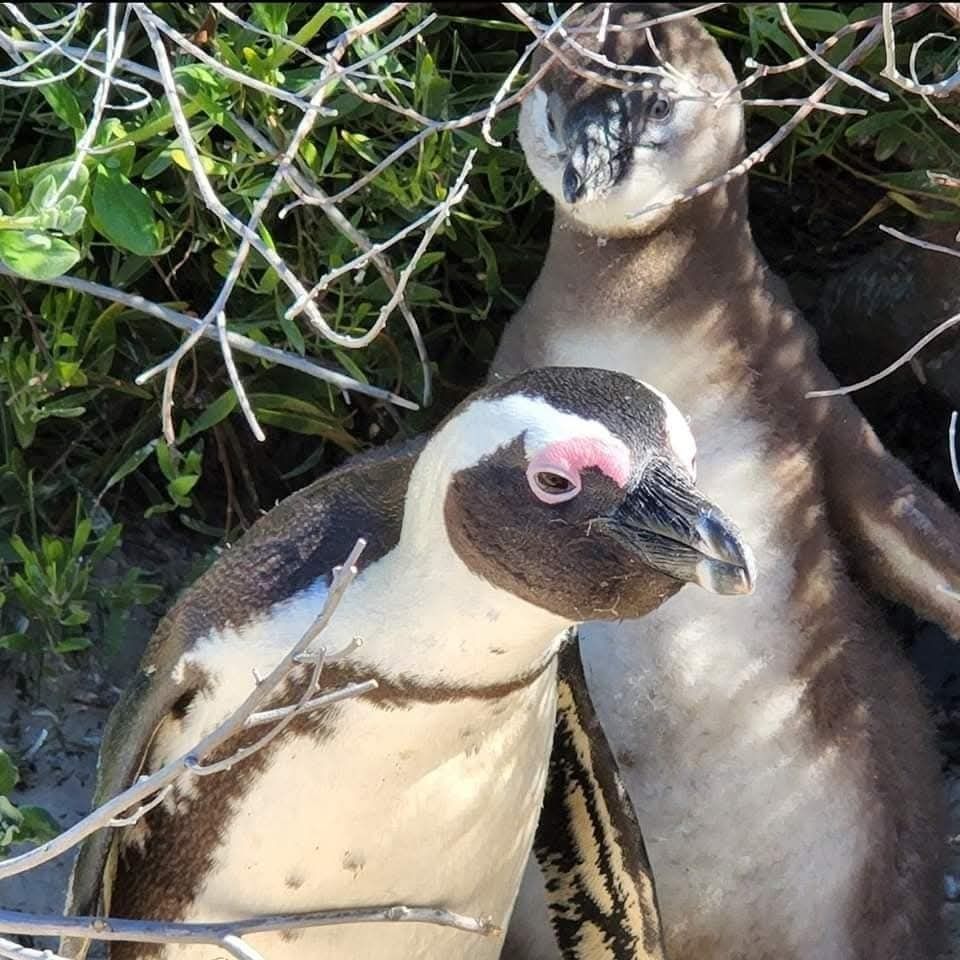 SANParks's tweet photo. African Penguin Population Grows at Boulders Colony

Encouraging results were recorded from the latest report of the 2026 annual African penguin census conducted at the Boulders colony in Table Mountain National Park.

Using standardised, internationally recognised census methods to ensure consistency and comparability, the team recorded 790 breeding pairs of African penguins. This marks an increase of 92 breeding pairs from the 698 recorded in 2025: https://t.co/RZephrGrOw