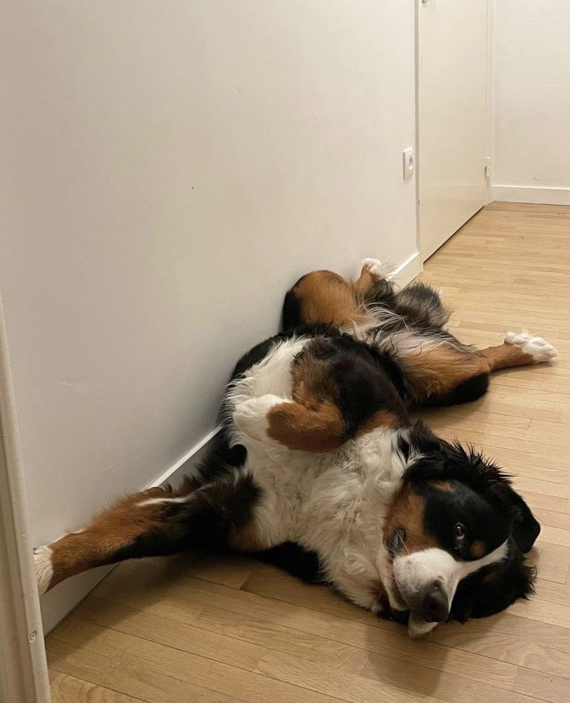 gingeraleshane's tweet photo. Hello, we are (not) ready for a walk 😊 https://t.co/Bfx33AfV0M