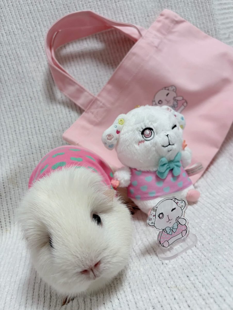 morucolle's tweet photo. ぱーるぎにーちゃん🩵
ぬいぐるみキーホルダー販売してます🧸

morucolleのモデルさんの中でもそっくりな綿飴ちゃんにお揃いの洋服を着てもらってツーショット🩵💕

似てるかちら？

（綿飴ちゃんの着てる服は発売未定です）

#コットンギニーラブフレンズ #わたふれ
#モルモット #guineapig #기니피그 https://t.co/PGirWvO128