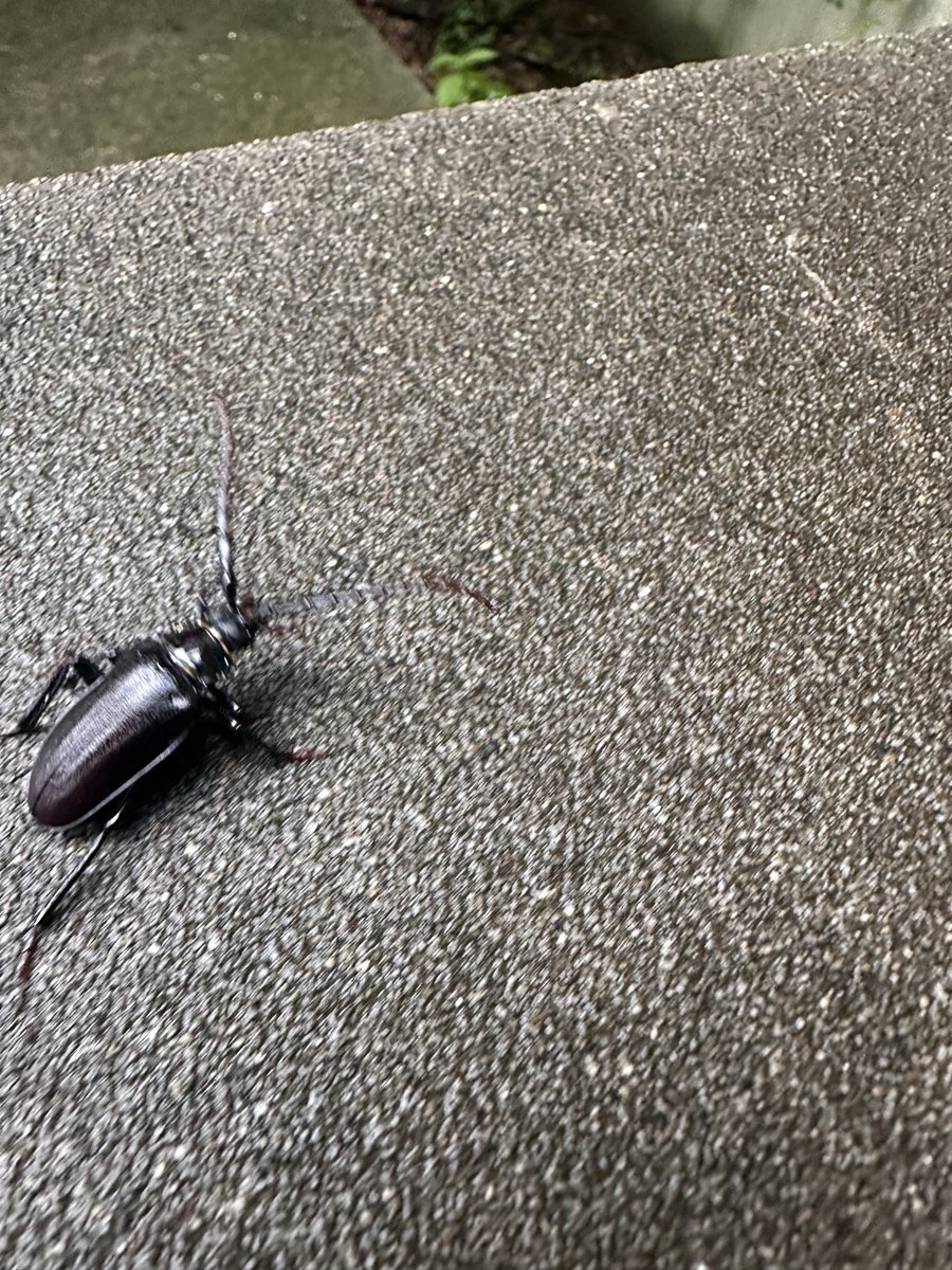 SSkawau's tweet photo. 逃げ回るノコギリカミキリ。 https://t.co/7103dvP1Hy