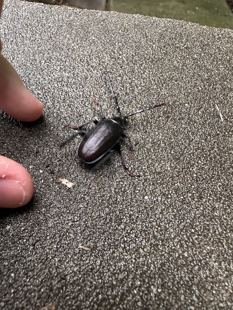 SSkawau's tweet photo. 逃げ回るノコギリカミキリ。 https://t.co/7103dvP1Hy