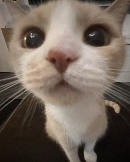 querynn's tweet photo. เติมแป๋วยาง วันนี้เติมแป๋วอ๊ะยาง 👀🐱 ! ✋🏻

( #waavetnp ₍ ⺣̤̬ ₎ @waavetnp ) ♡-♡🎀 https://t.co/W0UNHK57JL
