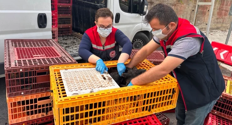 Bilinmeyen Bir Sebeple 5.890 Tavuk Gözaltına Alındı