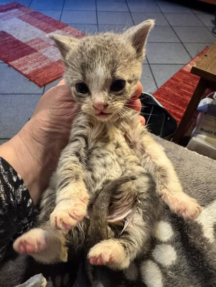 yolandaschultes's tweet photo. 26427 Werdum ( Fundort nicht näher bezeichnet)
Kleines Kitten wahrscheinlich ausgesetzt
Tierschutzverein Harlingerland
Irgendwo im Nirgendwo
So könnte man wohl die Situation des kleinen Fips beschreiben, als er zufällig von einer Spaziergängerin gefunden wurde. Er lag pitschenass mitten auf einer kleinen Straße. Offensichtlich war er in den Schlot gefallen und hat sich mit letzten Kräften daraus befreit und auf die Straße geschleppt.
Wie er dorthin gekommen ist? Wir wissen es nicht. Ob er der Katzenmama beim Umsetzen verloren gegangen ist oder ob hier ein Mensch wieder gezielt die Entsorgung eines unerwünschten Kittens betrieben hat…Wir können es leider nicht definitiv sagen.
Jetzt ist er auf einer unserer Pflegestellen und wird versorgt.
Der Besuch beim Tierarzt ergab eine Entzündung im Rachen. Auch dieser kleine Wurm hätte nicht überlebt, hätte man ihn nicht zufällig gefunden. Es graut uns bei der Vorstellung, wie viele kleine Würmchen wir tatsächlich nicht finden, die dann elendig zu Grunde gehen.
Informationen: TSV Harlingerland e.V., Tel.: 04974-9144931