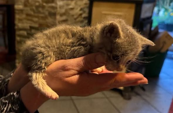 yolandaschultes's tweet photo. 26427 Werdum ( Fundort nicht näher bezeichnet)
Kleines Kitten wahrscheinlich ausgesetzt
Tierschutzverein Harlingerland
Irgendwo im Nirgendwo
So könnte man wohl die Situation des kleinen Fips beschreiben, als er zufällig von einer Spaziergängerin gefunden wurde. Er lag pitschenass mitten auf einer kleinen Straße. Offensichtlich war er in den Schlot gefallen und hat sich mit letzten Kräften daraus befreit und auf die Straße geschleppt.
Wie er dorthin gekommen ist? Wir wissen es nicht. Ob er der Katzenmama beim Umsetzen verloren gegangen ist oder ob hier ein Mensch wieder gezielt die Entsorgung eines unerwünschten Kittens betrieben hat…Wir können es leider nicht definitiv sagen.
Jetzt ist er auf einer unserer Pflegestellen und wird versorgt.
Der Besuch beim Tierarzt ergab eine Entzündung im Rachen. Auch dieser kleine Wurm hätte nicht überlebt, hätte man ihn nicht zufällig gefunden. Es graut uns bei der Vorstellung, wie viele kleine Würmchen wir tatsächlich nicht finden, die dann elendig zu Grunde gehen.
Informationen: TSV Harlingerland e.V., Tel.: 04974-9144931