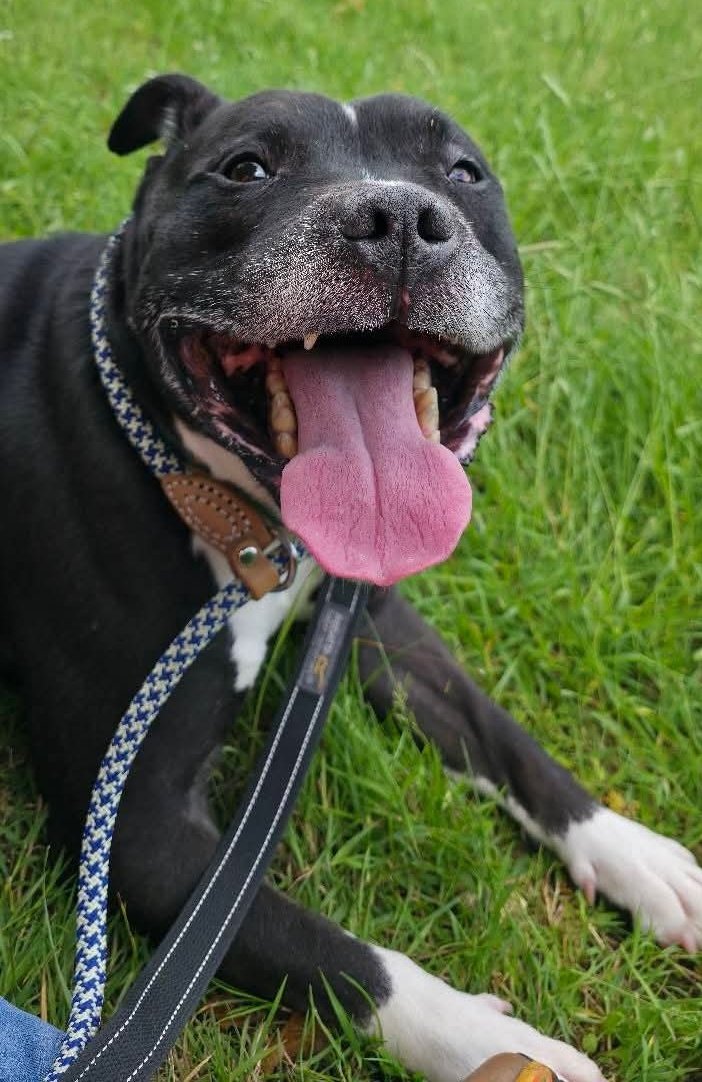 SeniorStaffy's tweet photo. Hello Everyone,  Rocky ere with a reminder!
Saturday 27th June - our fundraising team are at Bolton Gate Market (ST3 5BD) selling lots of lovely jubbly items to raise monies for &amp; my doggy pals here at SSC.
If you're in the area,pop along to say hello &amp; say that Rocky sent you 😀 https://t.co/YyK7C5n4Qb