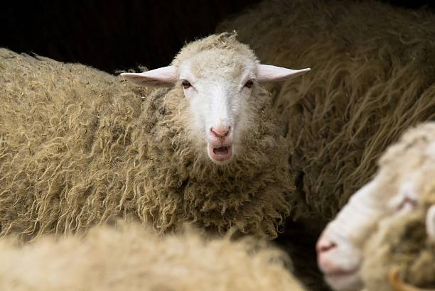 VPPzinas's tweet photo. 🇫🇷 Afgāņu bēglim 2,5 gadi cietumā par kazu un jēra izvarošanu - bēglis apgalvo, ka to esot darījis, lai neizvarotu sievietes!

19 gadus vecs afgāņu "patvēruma meklētājs" ir notiesāts uz 2,5 gadiem par 5 kazu un jēra izvarošanu netālu no Marseļas, Francijā.

Viena kaza no gūtajām traumām nomira.

Aprīlī policija viņu pieķēra nozieguma izdarīšanas brīdī ar nolaistām biksēm un lateksa cimdiem rokās, izvarojot kazu. Īpašnieks bija uzstādījis videonovērošanas kameru pēc vairāku nedēļu seksuāliem uzbrukumiem saviem dzīvniekiem.

Afgāņu vīrietis visa procesa laikā noliedza apsūdzības un psihiatram pastāstīja, ka varas iestādes no nekā sacēlušas milzīgu traci, jo tie bija tikai dzīvnieki. Kā zināms daudzu reģionu migranti dzīvnieku un sieviešu tiesības neuzskata par saistošām.

Viņš arī norādīja, ka to vietējo sieviešu dēļ, tikai tāpēc, lai "izvairītos no sieviešu izvarošanas".

Avots: Visegrad.