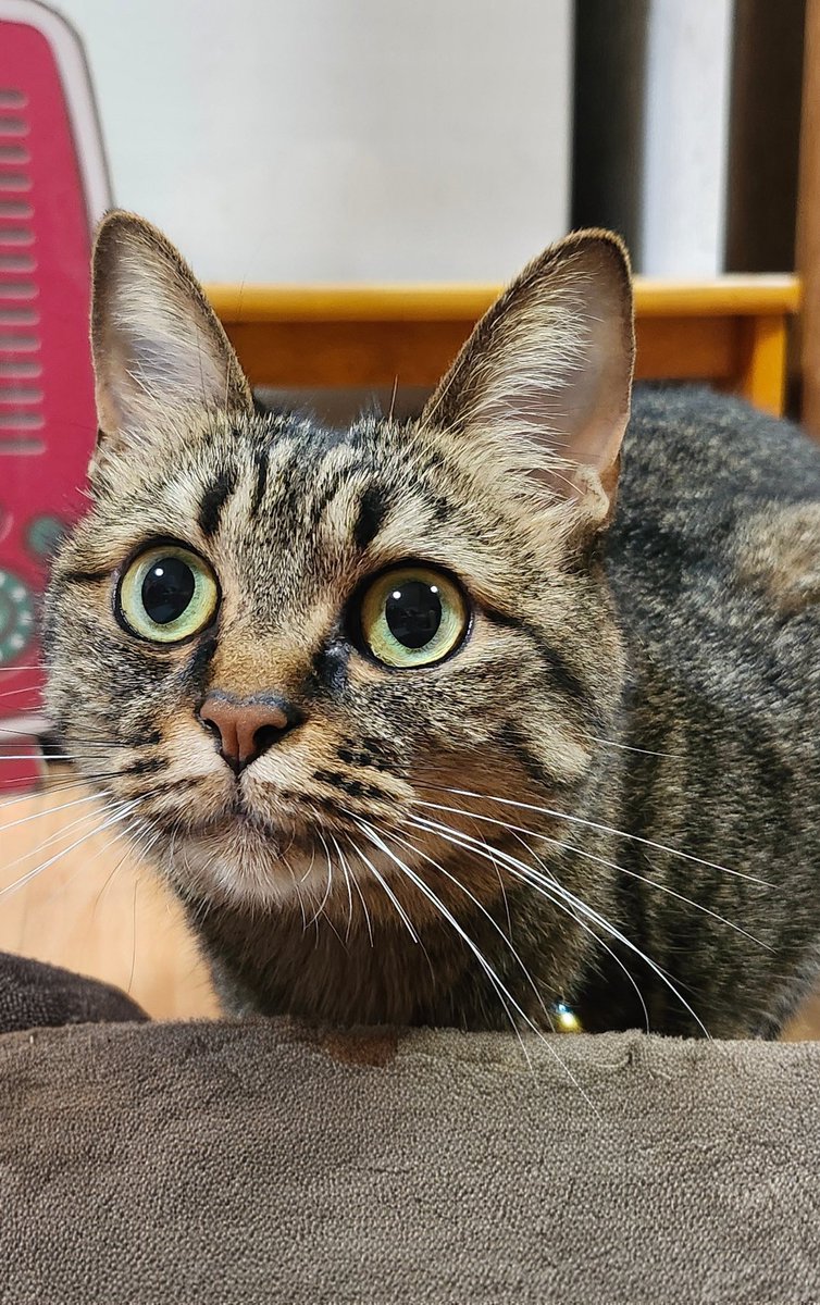 猫好きさんと繋がりたい