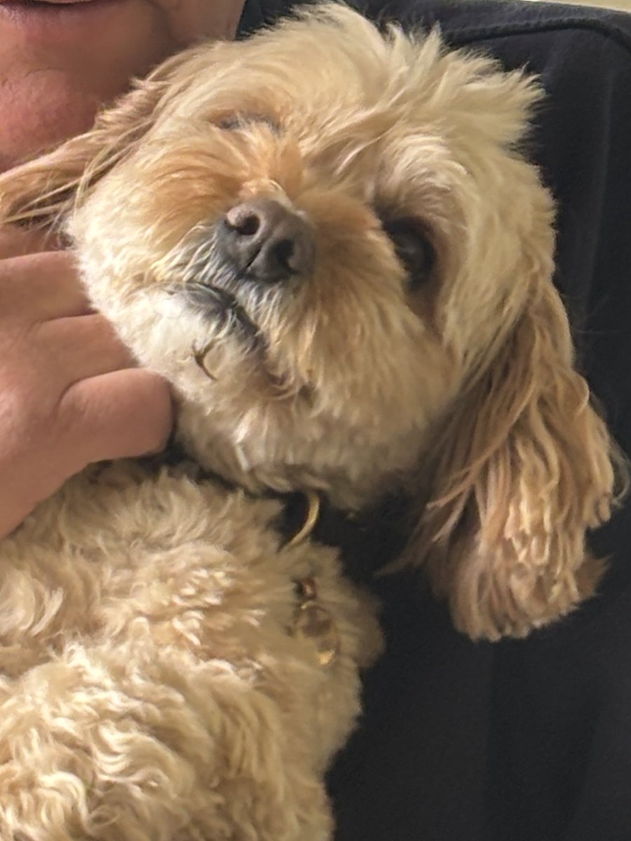ecwest4's tweet photo. Happy Birthday from Rodney 🐾 @rickygervais https://t.co/1Ol5M3GFyg