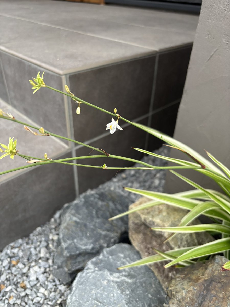 iyo_sc's tweet photo. なんか花咲いてる！？ https://t.co/uN9kf4ARP2