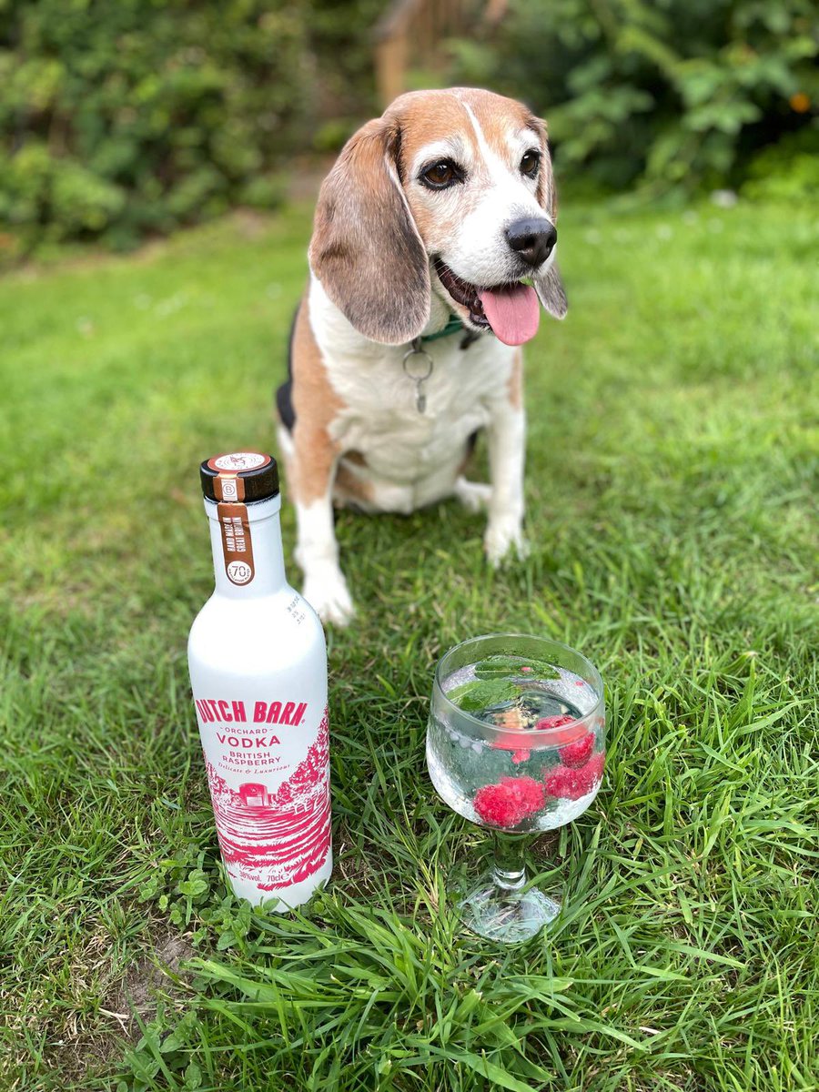 BetsyAmbassador's tweet photo. “Happy Birthday, my amazing hero @rickygervais!” woofs rescued laboratory dog @BetsyAmbassador. “Woofing you the best day ever! My family will be celebrating tonight, with your delicious raspberry @DutchBarnVodka. Thank you for helping me #EndAnimalTesting; I love you!” 🎉❤️🐾 https://t.co/E1C9pGc2DL