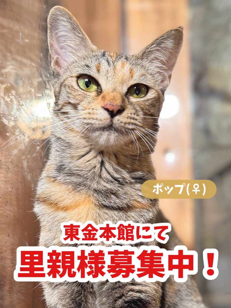 nekonos_0822's tweet photo. 【里親様募集中💐】

推定1歳の女の子🐈
ポップです🍿🤍

東金本館にて里親様を募集しております🏠🍀

シャイで甘えるのは少しヘタですが、
お喋りで愛らしい性格です🥰

兄弟たちは里親様が決まりましたが、ポップちゃんはまだお声がかかっておりません😭❗️

ぜひ会いにお越しください🐈🍀 https://t.co/rCrsICm5pD