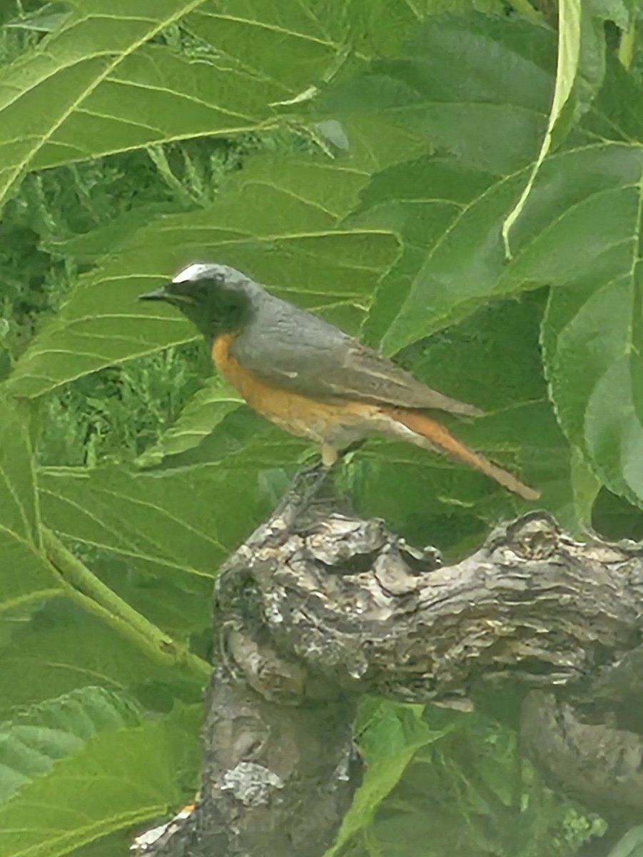 LiberiEritus's tweet photo. Wat een mooie vogel
#GekraagdeRoodstaart
#Aups #Var #Provence #France
Quel bel oiseau ! Ça fait plaisir de voir quelque chose d'aussi rare au camping.
@campasun_inter https://t.co/HcarB11d9K