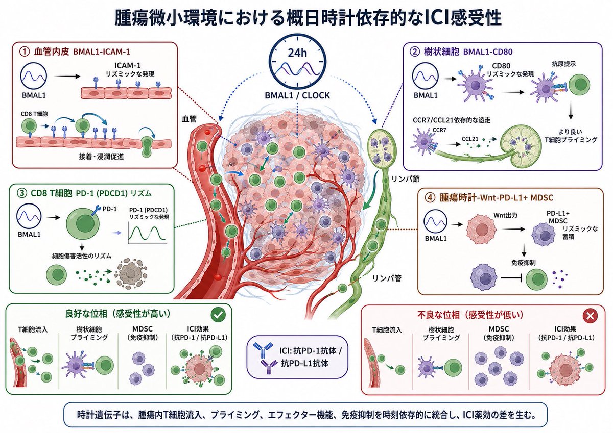 SimarakyoBanana's tweet photo. まぁ、PD-1/L1やCD80などの免疫関連分子の発現は時計遺伝子のBMAL1で制御されてるって論文は多く出てるから、免疫チェックポイント阻害薬（ICIs）の効果が投与する時間帯で変わりそうってのが完全に否定された訳じゃない気もするな🤔

今回の論文が撤回になったのとは別問題かね🙄 https://t.co/Pimysu2Yuh