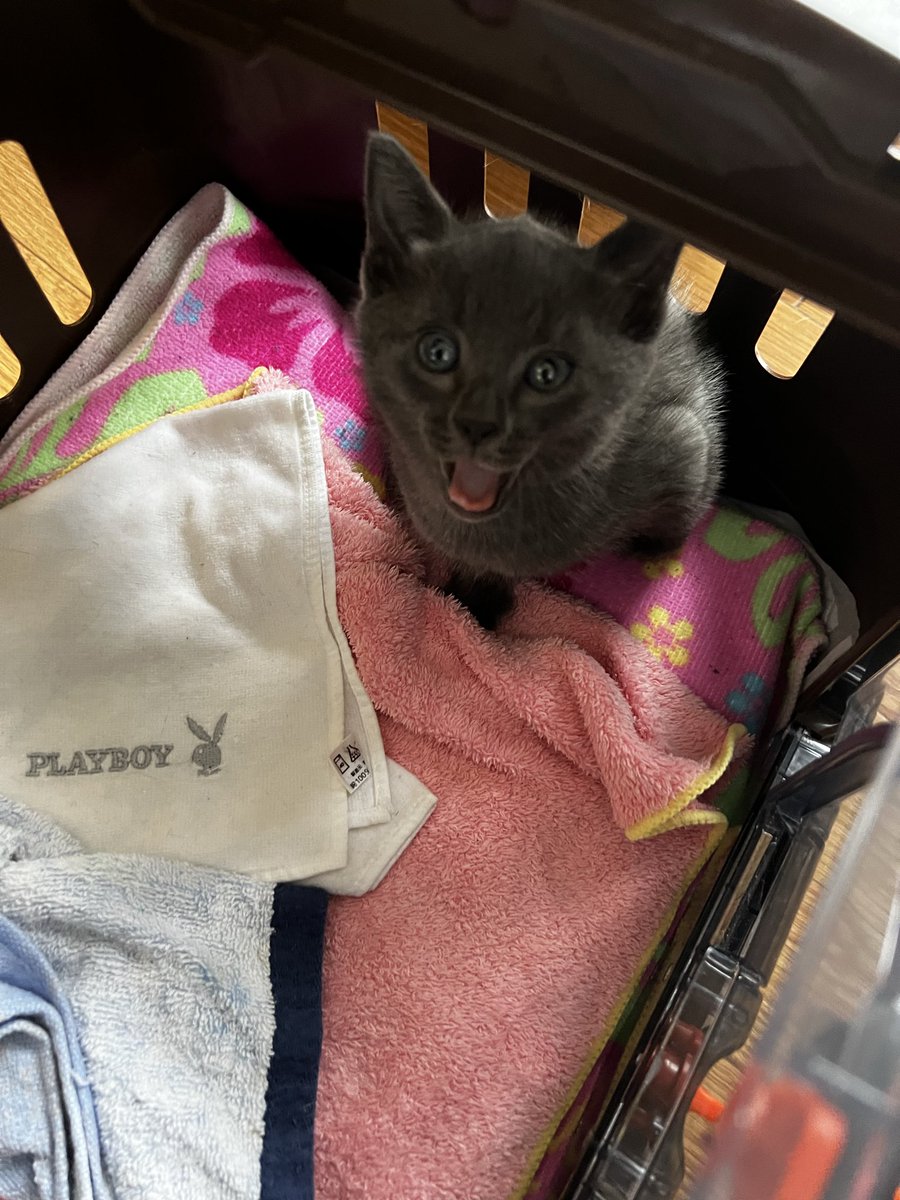 Lucca0625's tweet photo. Hello Cat’s World！🐈‍⬛

ようこそ我が家へ🤗

保護主さんから譲り受けた後、以前からお世話になっている動物病院へ。

パルボ検査は陰性😊
ノミ・ダニ予防と爪切りをして、ワクチンは10日後の予定です。

家に着くと、疲れているかと思いきや早速ヤンチャぶりを発揮🤣

今日はゆっくり休んでね🐈‍⬛💤 https://t.co/G9hOLlegzL