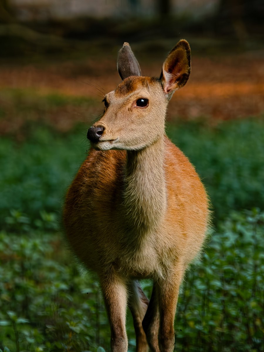 OPPOJapan's tweet photo. 近づかなくても、ここまで見える。
森で出会った小さな仲間を、Hasselblad Earth Explorer Kitで撮影🦌🌿 https://t.co/kTb2TlAJpG