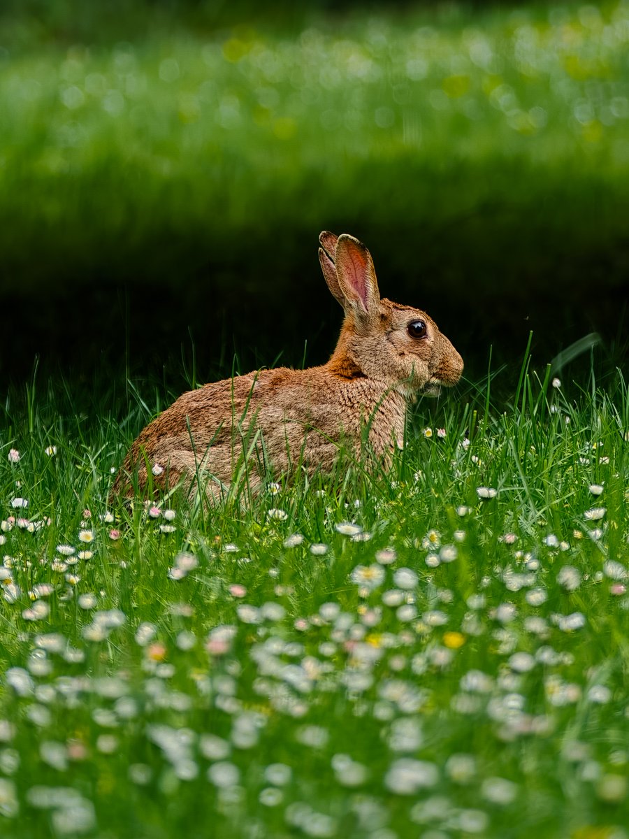 OPPOJapan's tweet photo. 近づかなくても、ここまで見える。
森で出会った小さな仲間を、Hasselblad Earth Explorer Kitで撮影🦌🌿 https://t.co/kTb2TlAJpG